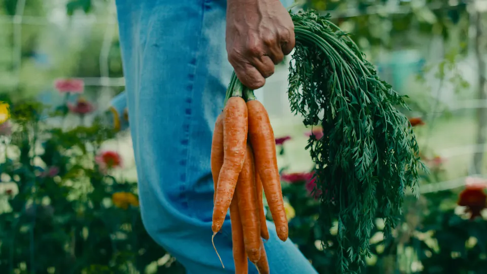 Fazenda — frame 2
